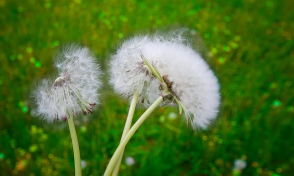 Dandelions