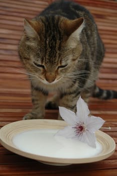 Cat Milk