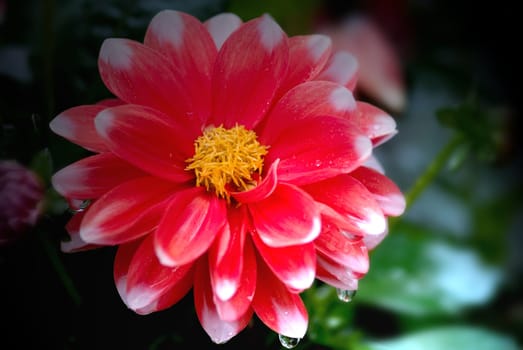My Mini Dahlia today in the rain