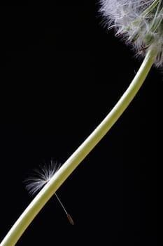 single umbrella of a dandelion hangs on the stem of the same - studio shot against a black background