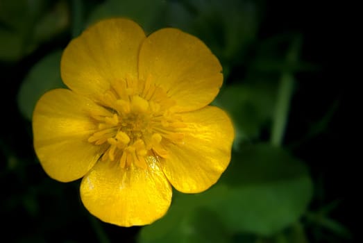 Buttercup Sun