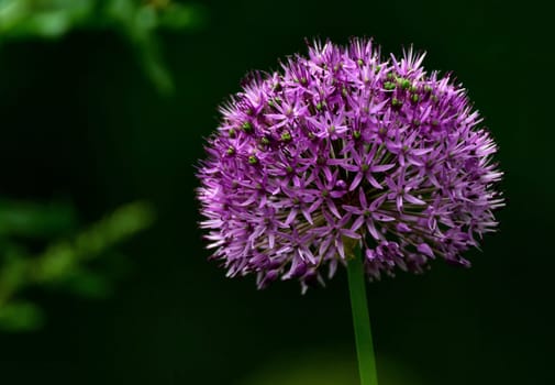 Purple Sensation