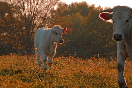 The famous white cattle breed of this region is named after the gently rolling region in southern Burgundy,whose fillets are unsurpassed juicy and tender. The special quality of the meat is achieved not least by the fact that the cattle are almost