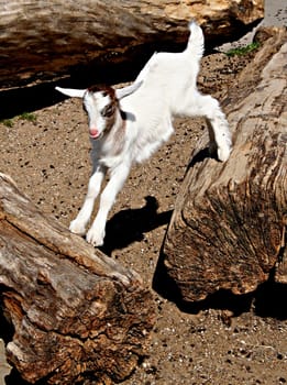 Goat acrobatics