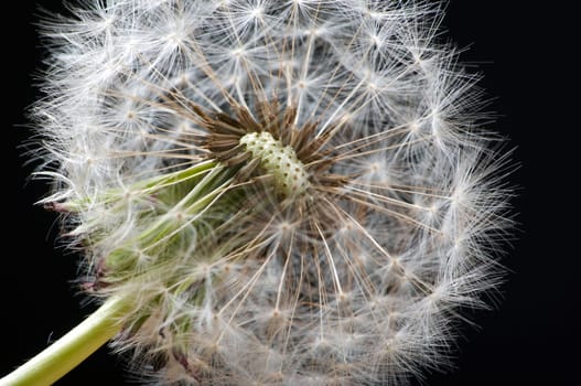 Dandelion macro