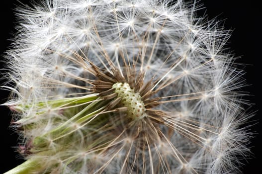 Dandelion in front of black background cropped in studio - macro shot
