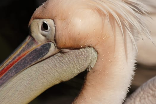 Portrait of a pink pelican