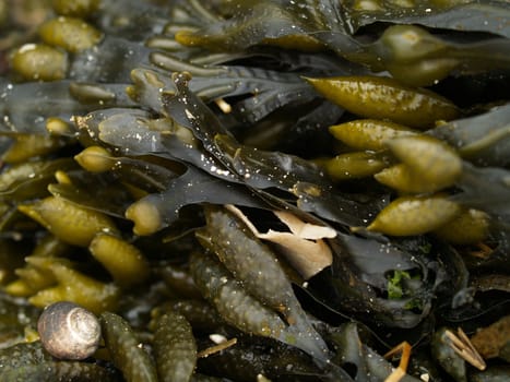 Algae
