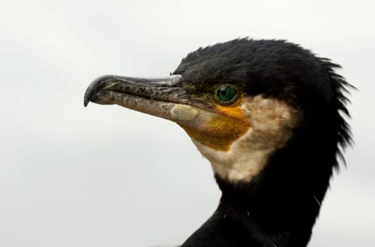 Cormorant