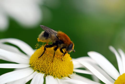 Nectar collector