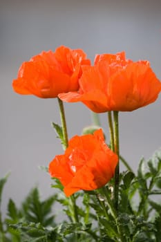 Three poppies