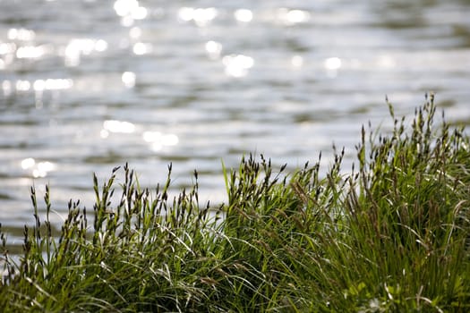 Water and grasses
