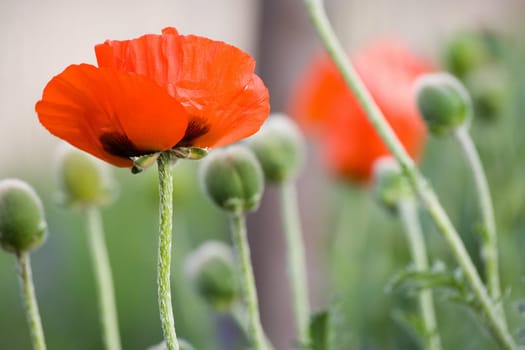 Poppy