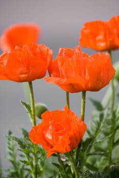 Red poppy flowers