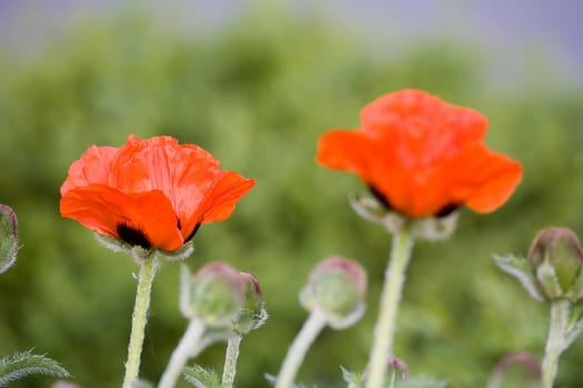 Two poppies