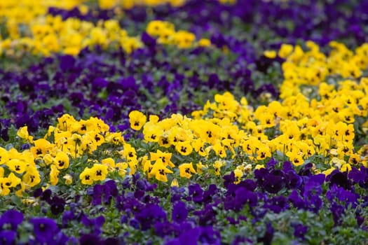 Yellow and blue violets