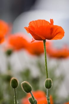 Poppy blossoms