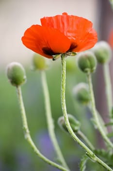 A poppy