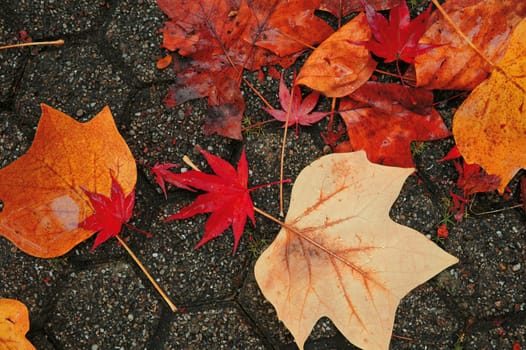 Autumn leaves 4