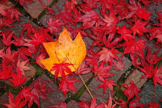 Autumn leaves 5