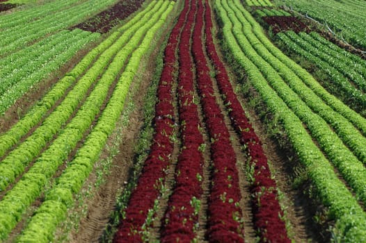 Salad rows 2