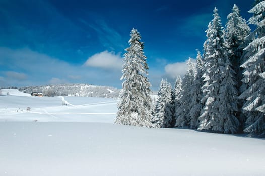 Winter