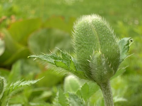 Poppy bud 01