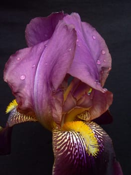 Iris 03