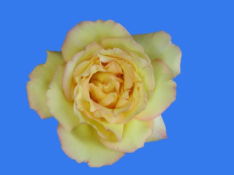 yellow rose