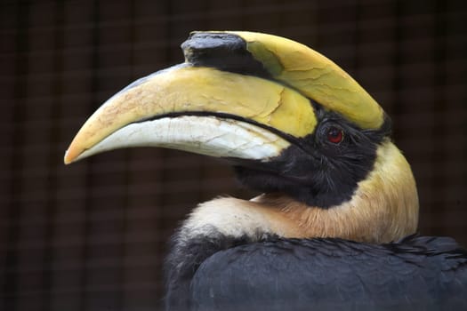 Double hornbill
