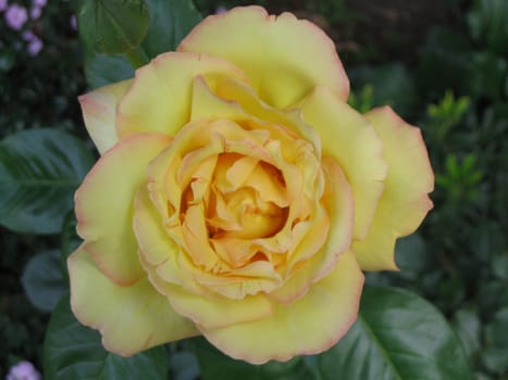 yellow rose blossom