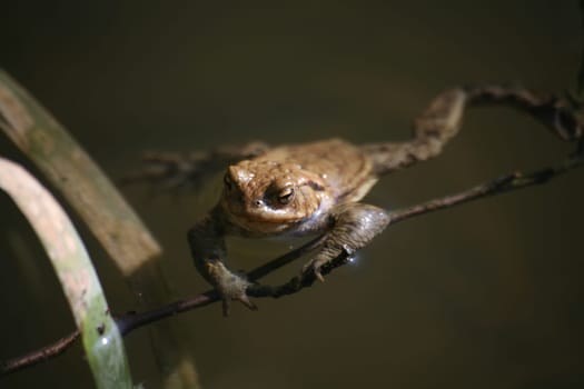 Common toad