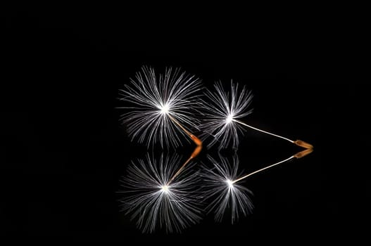 2 individual umbrellas of a dandelion flower - studio shot in front of a black background with reflection This is also the last dandelion shot for now! :-)