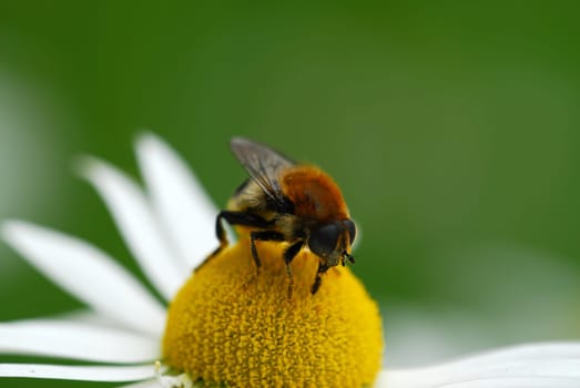 Pollen search
