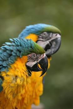 Yellow-breasted macaws