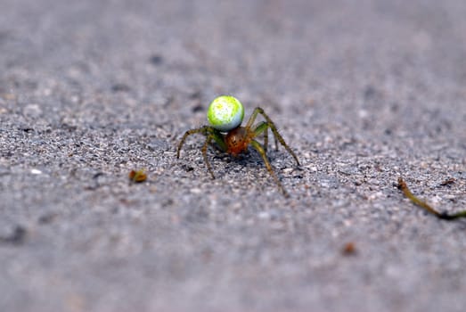 Spider