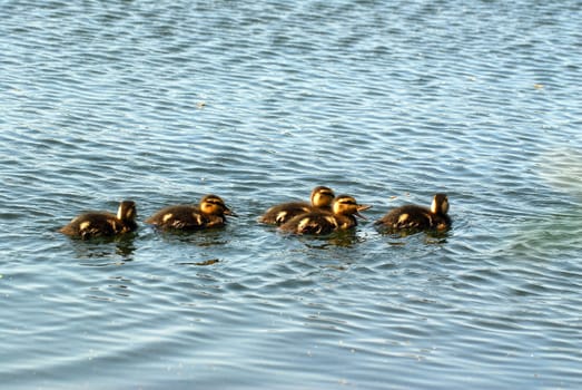Duckling
