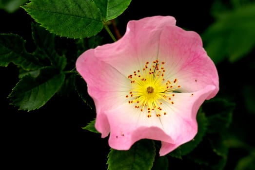 ROSA CANINA