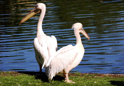Pelicans