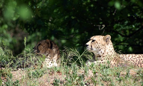 Predators