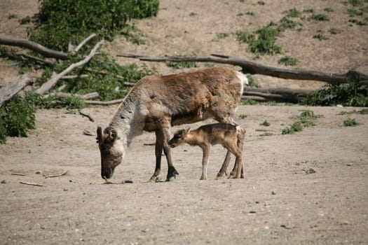 Rangifer tarandus