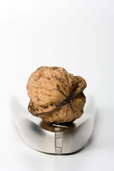 Walnut on Nutcracker