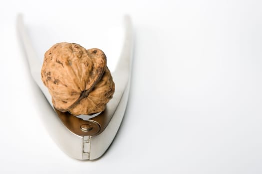 Walnut on Nutcracker