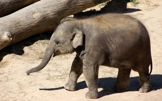 Baby Elephant 2