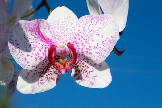 Phalaenopsis hybrid