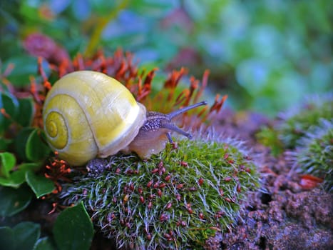 Grove snail in the land of moss blossom