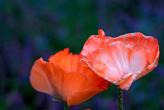 Türkenmohn duo