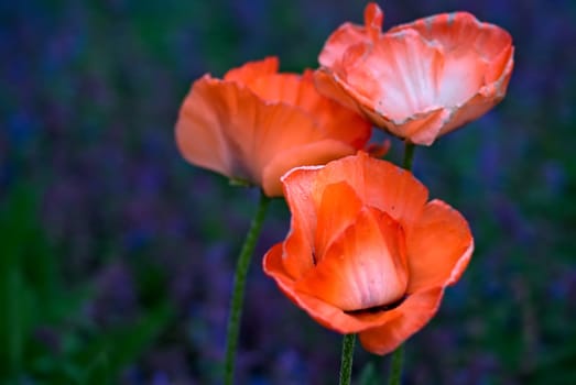Türkenmohn trio
