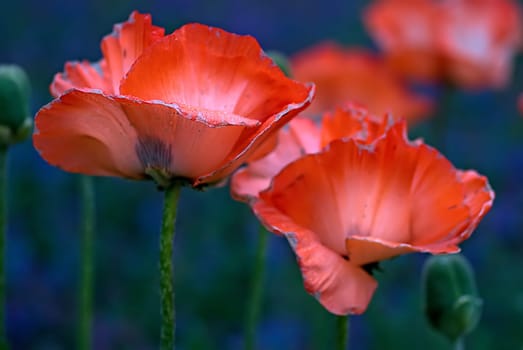 Türkenmohn Quartett