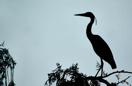 The Shadow Heron